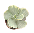 Chantilly Variegated